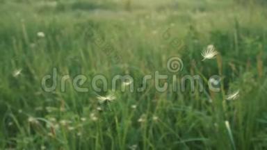 慢动作。 蒲公英的种子被风吹散在绿草和蓝天上。